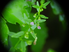 Scutellaria racemosa
