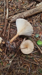 Ampulloclitocybe