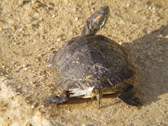 Trachemys scripta elegans