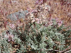 Astragalus andersonii