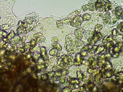 Polyschismium chailletii