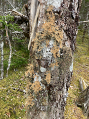 Sphaerophorus globosus