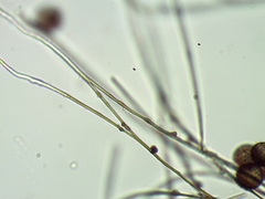 Polyschismium chailletii