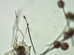 Polyschismium chailletii