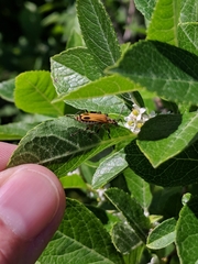 Chauliognathus marginatus