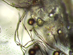 Polyschismium chailletii