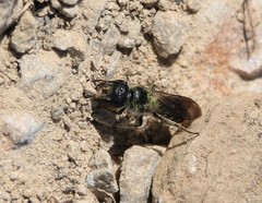 Chelostoma florisomne