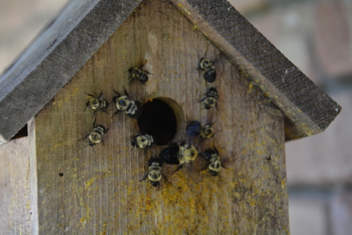 Two-spotted Bumble Bee photographed in Louisiana