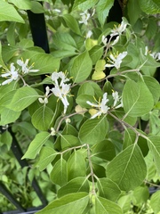 Lonicera maackii