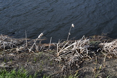 Typha latifolia