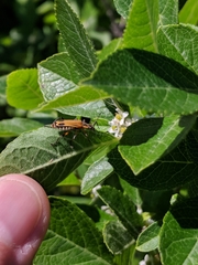 Chauliognathus marginatus
