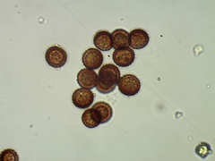 Polyschismium chailletii