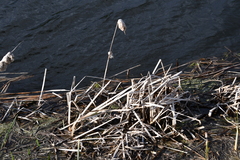 Typha latifolia