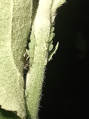 Aphis pomi
