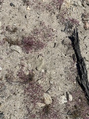 Chorizanthe leptotheca