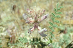 Astragalus andersonii