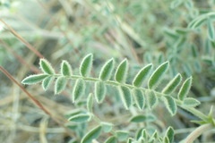 Astragalus andersonii