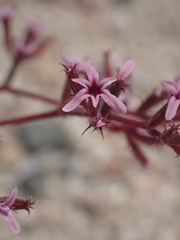 Chorizanthe leptotheca