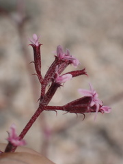 Chorizanthe leptotheca