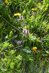 Eryngium planum