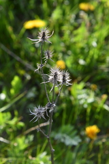 Eryngium planum
