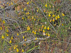 Hermannia confusa
