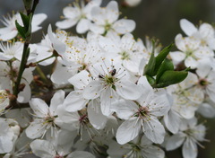 Anthrenus scrophulariae