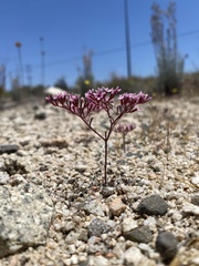 Chorizanthe leptotheca
