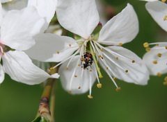 Anthrenus scrophulariae