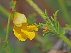 Hermannia confusa