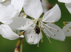 Anthrenus scrophulariae