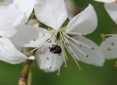 Anthrenus scrophulariae