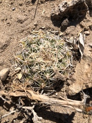 Sclerocactus brevispinus