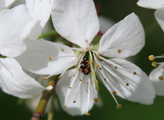 Anthrenus scrophulariae