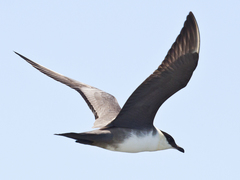 Long-Tailed Jaeger photo 5