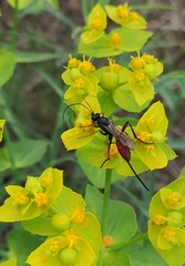 Agrothereutina