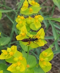 Agrothereutina
