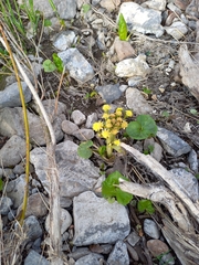 Petasites radiatus