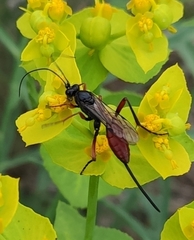 Agrothereutina