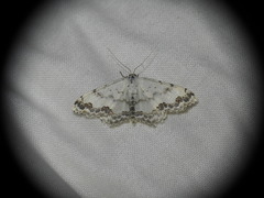 Scopula decorata