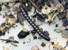 Strongylosoma