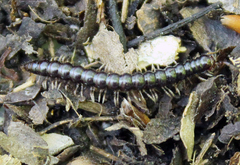 Strongylosoma
