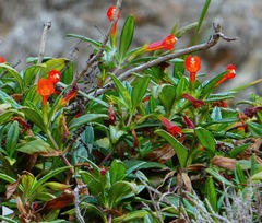 Diplacus parviflorus