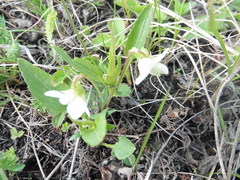 Viola accrescens