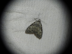 Meganola strigula