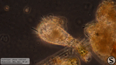 Euglypha acanthophora