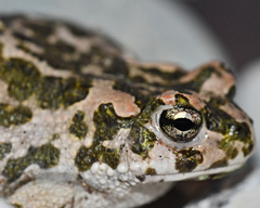 Bufotes cypriensis