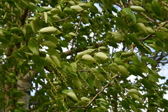 Populus