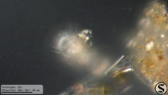 Euglypha acanthophora