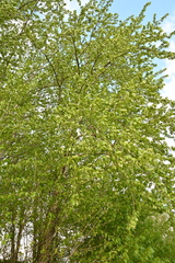 Populus
